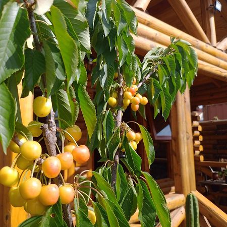 Foresta Acantilados, Casa Container Y Cabana De Troncos مار ديل بلاتا المظهر الخارجي الصورة