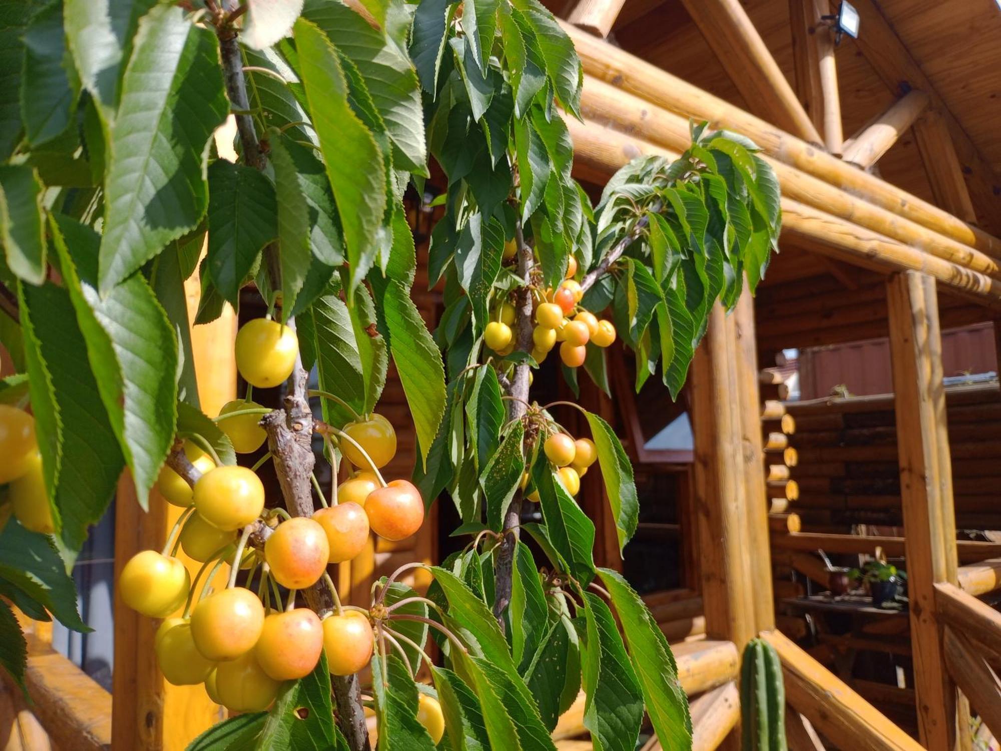 Foresta Acantilados, Casa Container Y Cabana De Troncos مار ديل بلاتا المظهر الخارجي الصورة